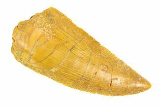 Serrated, Raptor Tooth - Real Dinosaur Tooth #291869