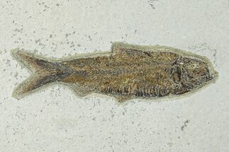 Detailed Fossil Fish (Knightia) - Wyoming #292517