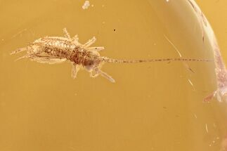 Detailed Fossil Cricket (Gryllidae) In Baltic Amber #292391