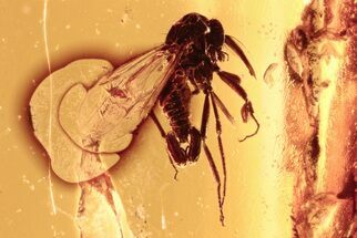 Fossil Biting Midge (Ceratopogonidae) in Baltic Amber #292409