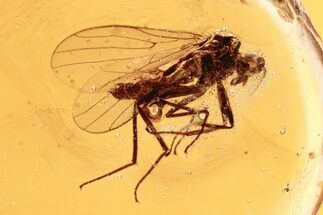 Detailed Fossil Dagger Fly (Empididae) In Baltic Amber #292422