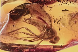 Detailed Fossil Snipe Fly (Rhagionidae) In Baltic Amber #292424