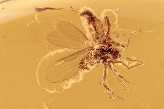 Two Detailed Fossil Dance Flies (Hybotidae) In Baltic Amber #292432
