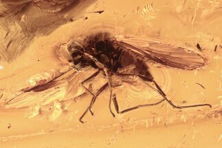 Detailed Fossil Snipe Fly (Rhagionidae) In Baltic Amber #292435