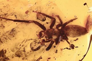 Huge, Detailed Fossil Jumping Spider (Salticidae) In Baltic Amber #292441