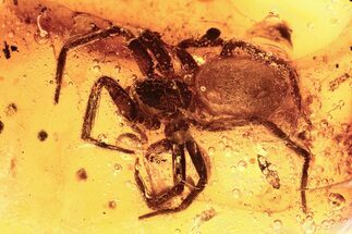 Detailed Fossil Spider (Araneae) In Baltic Amber #292443