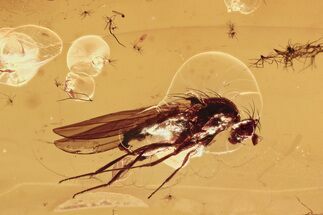 Detailed Fossil Muscoid Fly (Acalyptratae) in Baltic Amber #292465