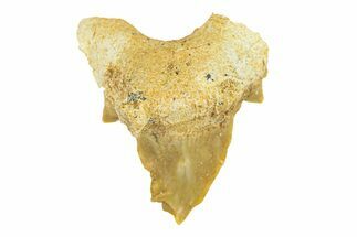 Pathological Otodus Shark Tooth - Morocco #289610