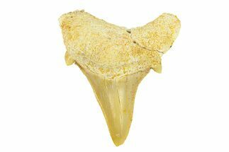 Pathological Otodus Shark Tooth - Morocco #289620