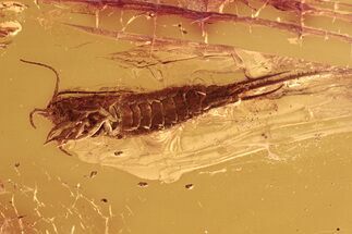 Detailed Fossil Bristletail (Machilidae) In Baltic Amber #292575