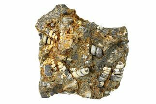 Fossil Freshwater Snails (Elimia) In Limestone - Wyoming #292078