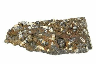 Fossil Freshwater Snails (Elimia) In Limestone - Wyoming #292080