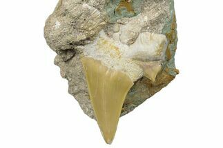 Otodus Shark Tooth Fossil in Rock - Morocco #292012