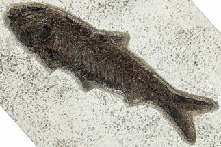 Detailed Fossil Fish (Knightia) - Huge for Species! #292526