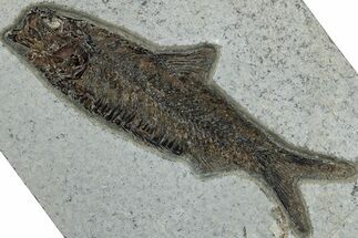 Detailed Fossil Fish (Knightia) - Wyoming #292541