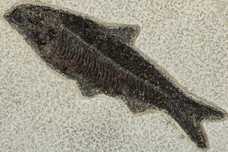 Detailed Fossil Fish (Knightia) - Large for Species! #292543