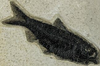 Detailed Fossil Fish (Knightia) - Wyoming #292544