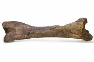 Hadrosaur (Edmontosaurus) Tibia - Wyoming #292608