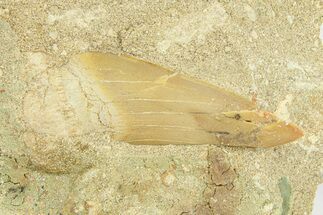 Otodus Shark Tooth Fossil in Rock - Morocco #292003