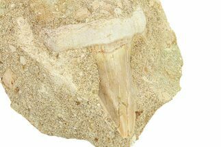 Otodus Shark Tooth Fossil in Rock - Morocco #292015