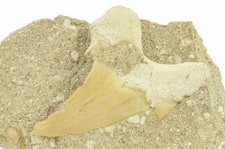 Otodus Shark Tooth Fossil in Rock - Morocco #292025