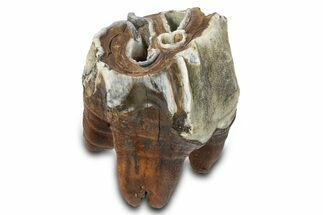 Fossil Woolly Rhino (Coelodonta) Tooth - Siberia #292587