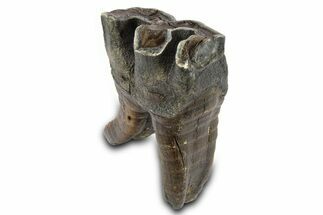 Fossil Woolly Rhino (Coelodonta) Tooth - Siberia #292589