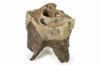 Fossil Woolly Rhino (Coelodonta) Tooth - Siberia #292605