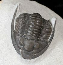 Very Nice Cornuproetus Trilobite #16122