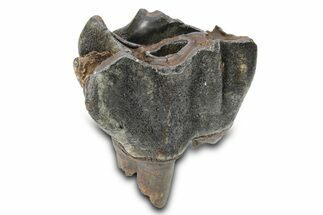Fossil Woolly Rhino (Coelodonta) Tooth - Siberia #292606