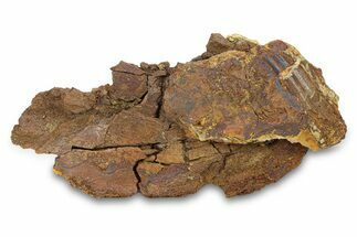 Fossil Dinosaur Bones & Tendons in Sandstone - Wyoming #292613