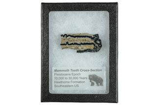 Mammoth Molar Slice With Case - South Carolina #291192
