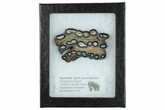 Mammoth Molar Slice With Case - South Carolina #291216