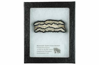 Mammoth Molar Slice With Case - South Carolina #291220