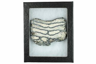 Mammoth Molar Slice With Case - South Carolina #291221