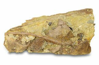 Hadrosaur Teeth with Bones & Tendons - Wyoming #292637