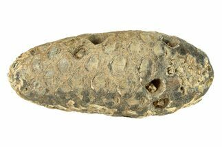 Fossil Seed Cone (Or Aggregate Fruit) - Morocco #288796