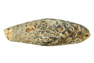 Fossil Seed Cone (Or Aggregate Fruit) - Morocco #288805