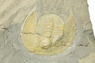 Trinucleid Trilobite (Declivolithus) - Mecissi, Morocco #283764