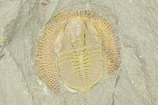 Trinucleid Trilobite (Declivolithus) - Mecissi, Morocco #283765