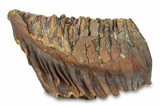 Fossil Woolly Mammoth Lower Molar - Nice Roots! #292760