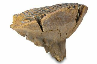Fossil Woolly Mammoth Molar - Siberia #292761