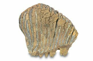 Fossil Woolly Mammoth Upper Molar - Siberia #292767