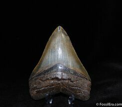 Collector Grade Inch Megalodon Tooth #72