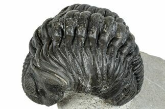 Bargain, Curled Pedinopariops Trilobite - Mrakib, Morocco #287702