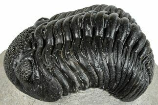 Curled Pedinopariops Trilobite - Mrakib, Morocco #287703