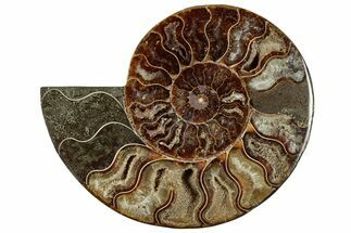 Cut & Polished Ammonite Fossil (Half) - Madagascar #292817