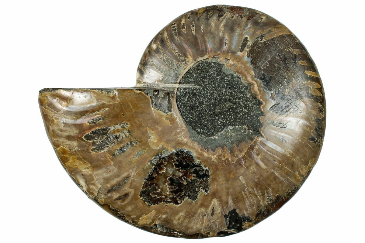 Lovely Madagascar Ammonite Cut In Half And Polished Cretaceous - Foto 6