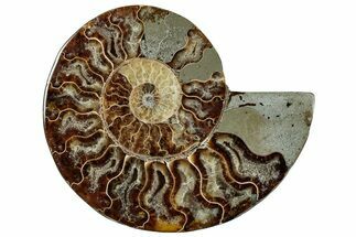 Cut & Polished Ammonite Fossil (Half) - Madagascar #292832