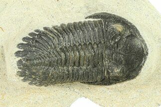 Bargain, Hollardops Trilobite Fossil - Ofaten, Morocco #287538